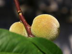 Apricot